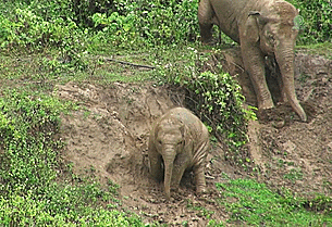 elephant GIF