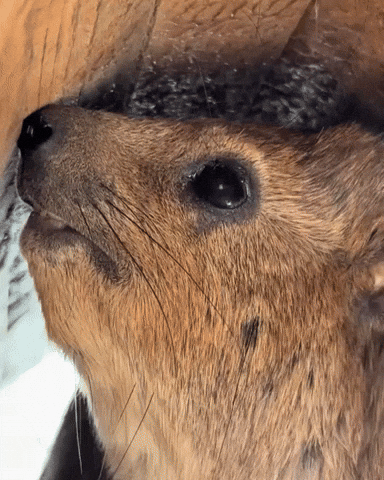 Capybara Groundhog GIF