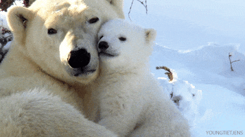 polar bear cub GIF