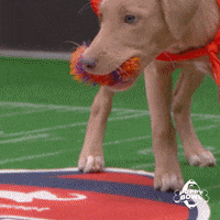 Touchdown GIF by Puppy Bowl