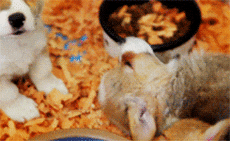 https://media3.giphy.com/media/BsaPkfkjO7kYw/200.gif