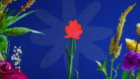 Blooming-flower GIFs - Get the best GIF on GIPHY