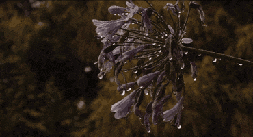 Rain Falling On Flowers Rain Falling On Flowers