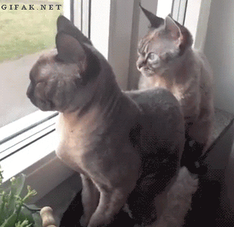 cat funny cats GIF