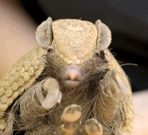 armadillo