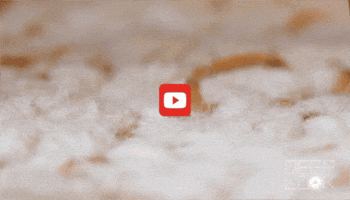 GIF by KQEDScience