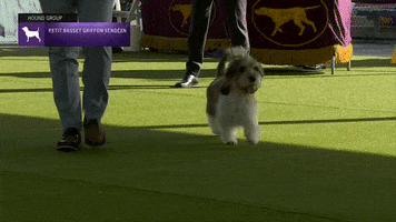 Dogs Hound GIF by Westminster Kennel Club