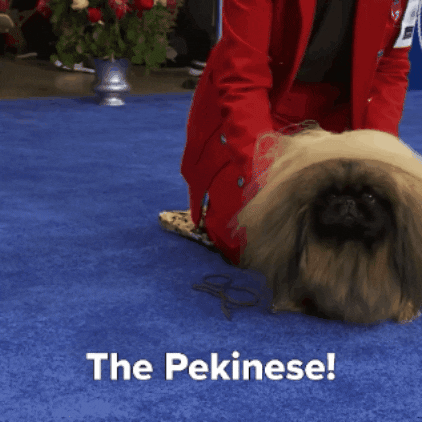 Dog Show Pekinese GIF by NBC