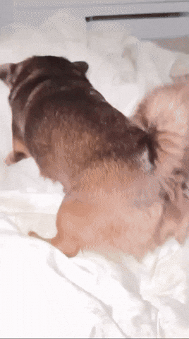 GIF by smartibapp