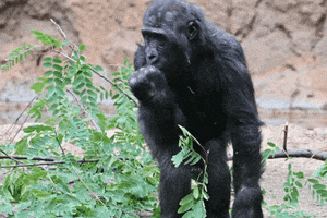 Happy Los Angeles Zoo GIF by Los Angeles Zoo and Botanical Gardens