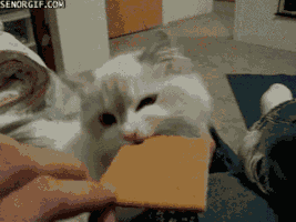 kitty cracker GIF