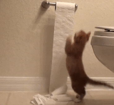 cat toilet paper sign