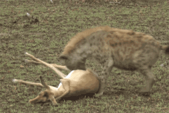 A gif