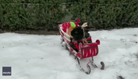 Festive Guinea Pig Pair Take Sleigh Ride Through Montreal Snow