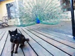 peacock
