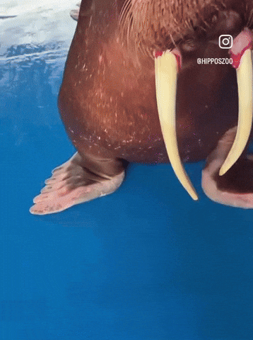 Dap Walrus GIF