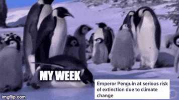 Meme gif. Among a group of emperor penguins on a sheet of ice, one penguin, labeled "my week," slips and falls embarrassingly. A text box at the bottom reads, "Emperor penguin at serious risk of extinction due to climate change."
