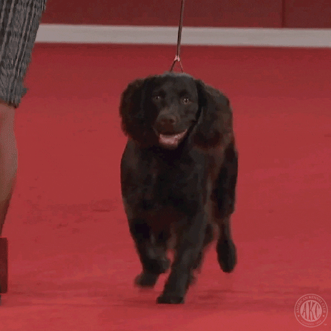 On My Way Smile GIF by American Kennel Club