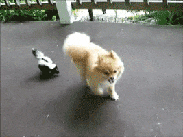 dog chasing GIF