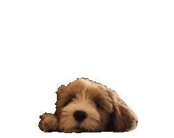 Tired Dog Sticker