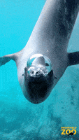 Bubbles Cute Animals GIF by Brookfield Zoo