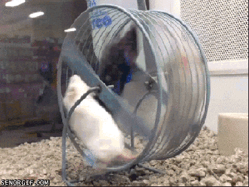 Mouse-wheel GIFs - Get the best GIF on GIPHY
