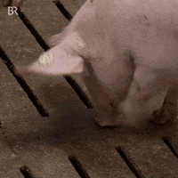 Wait Waiting GIF by Bayerischer Rundfunk