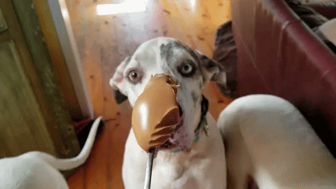 a gentle dog eating a scoop of peanut butter