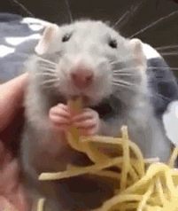 Rat Eating GIFs - Get the best GIF on GIPHY