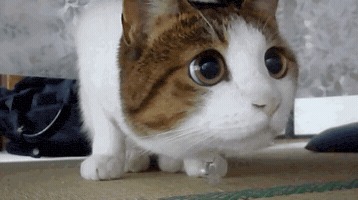 200_s.gif