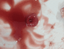 Bertphil GIF by Concept Verhulst