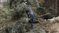Tree Cutting GIFs