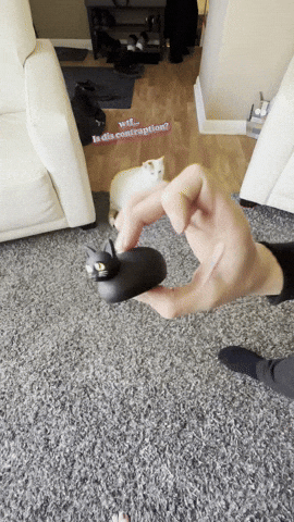 Animated GIF