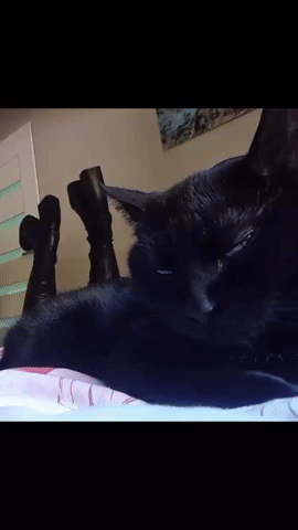 Black Cat GIF
