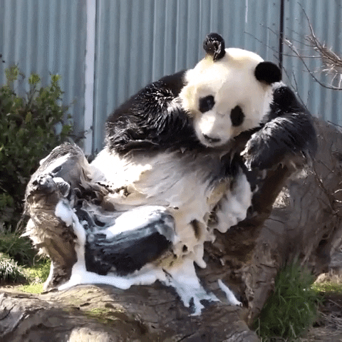 Panda Treat GIF by Storyful