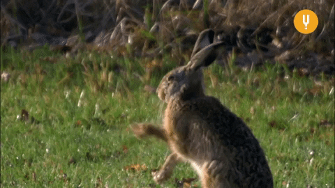 Digging Bunnies GIFs - Get the best GIF on GIPHY