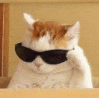 Cat Reaction GIF