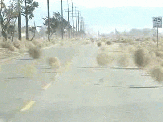 No One Tumbleweed GIF - Find & Share on GIPHY