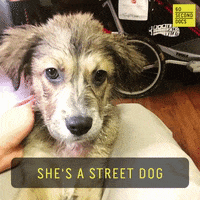 Stray Dog GIF by 60 Second Docs