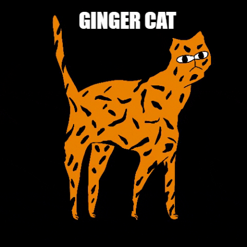 Gingercat GIF by catnipy