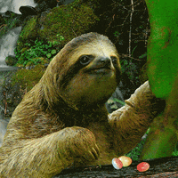 three toed sloth GIF by Trolli