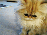 Crying Cat GIFs