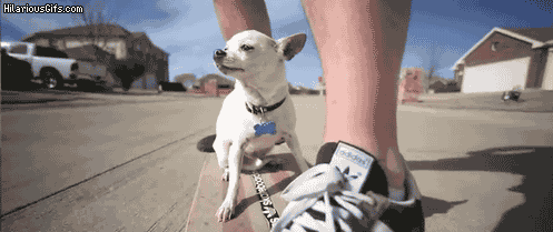 Boss GIF - Find & Share on GIPHY