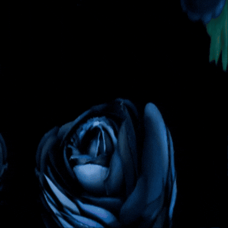 Happy Birthday Russia GIF by TeaCosyFolk