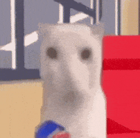 Cat Meme GIF