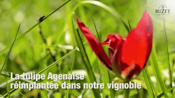 anne-clairepaqueraud  GIF