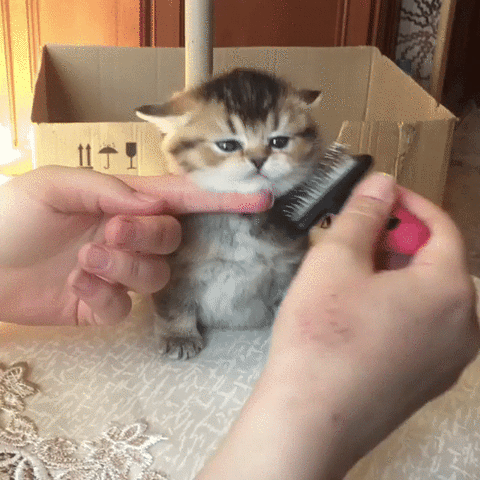 kitten GIF