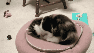 Great Cat Furniture for Large Cats (with image) · gshepador