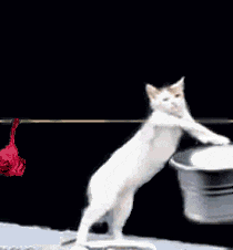 Cat Wtf GIF
