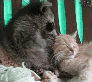 racoon GIF racoon GIF
